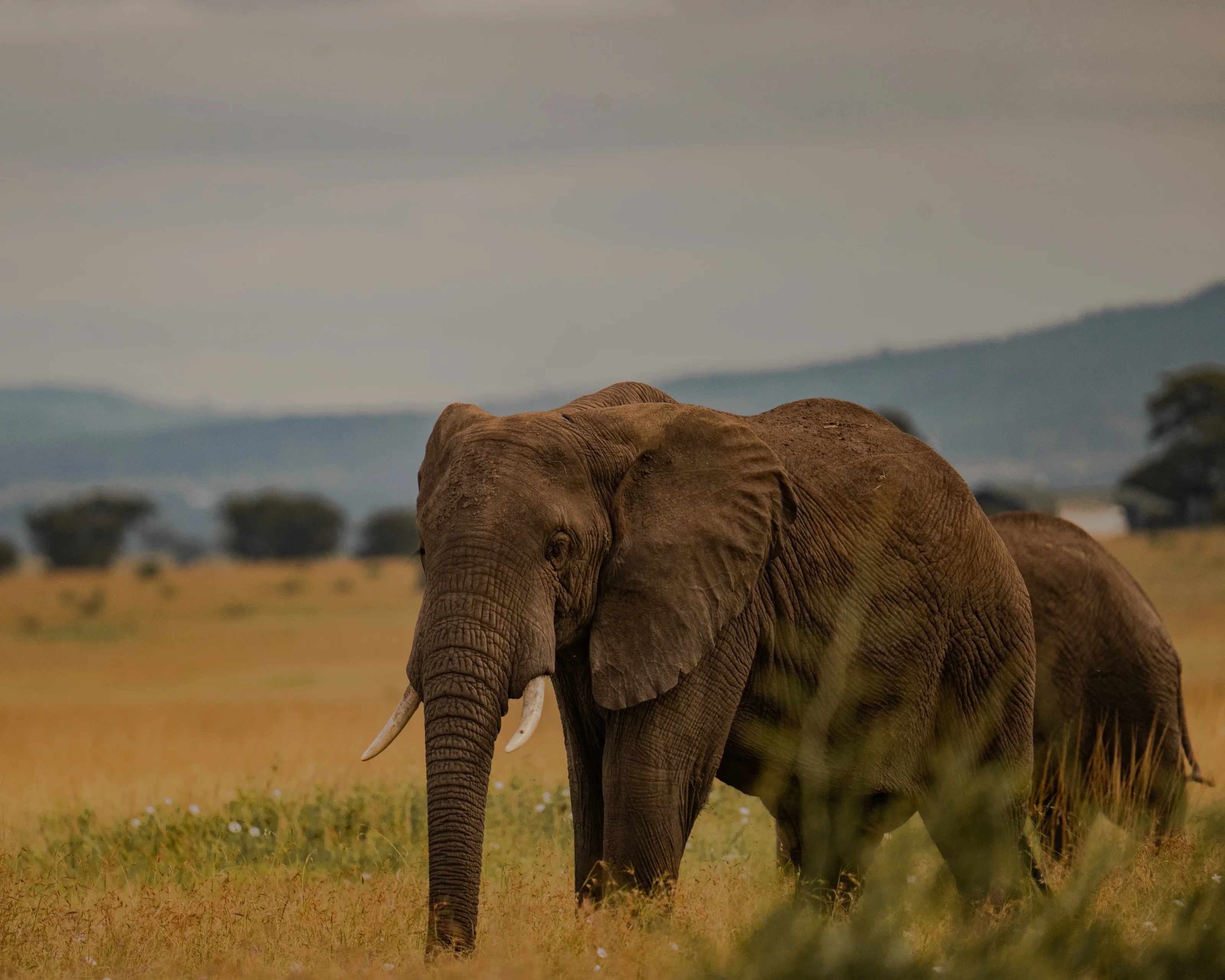Tarangire. The Kingdom of Elephants activity image