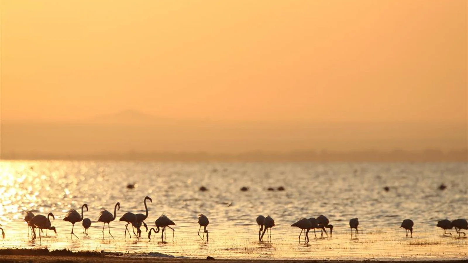 Lake Manyara. Tree Lions and Flamingos activity image