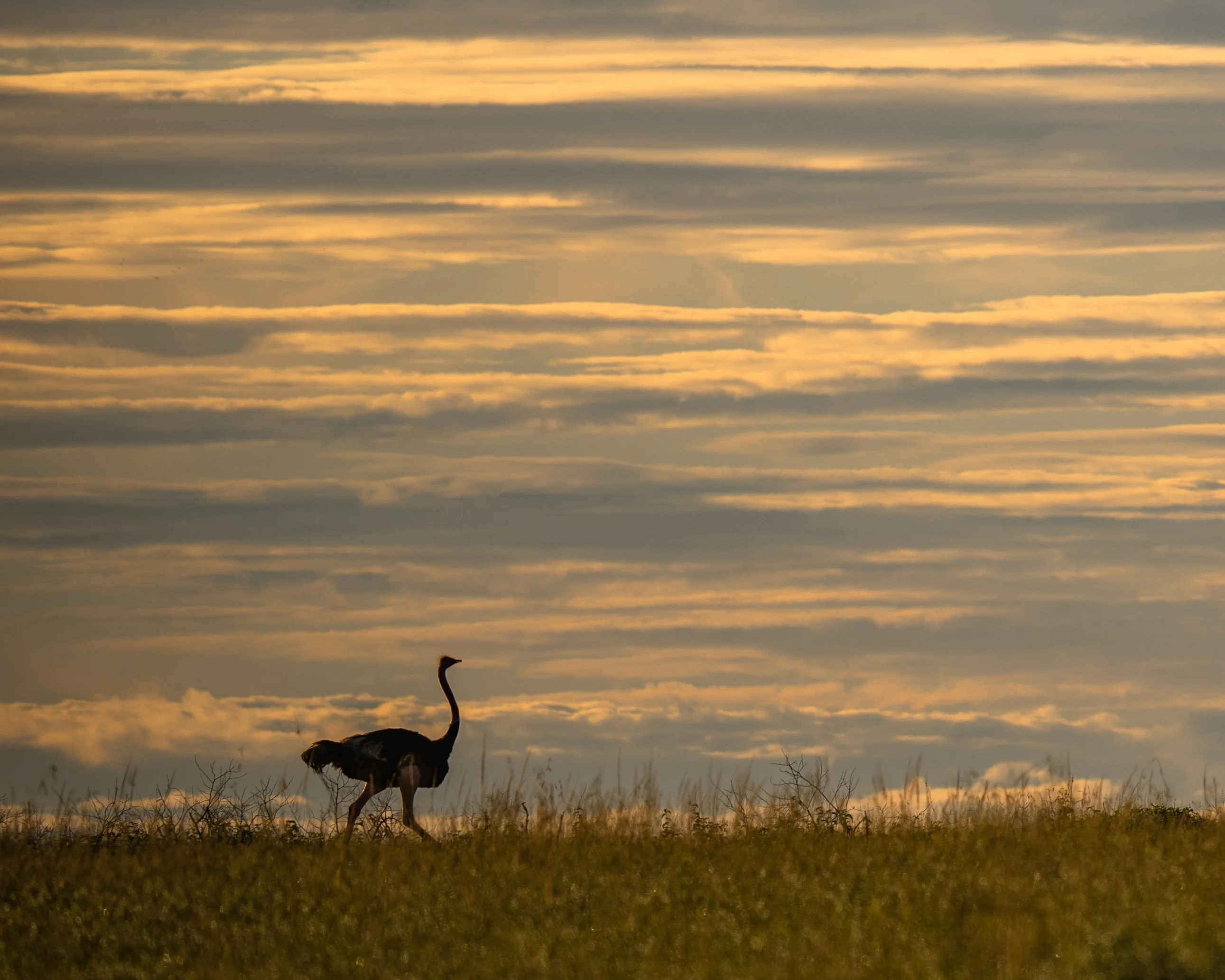 Full Day in the Serengeti activity image