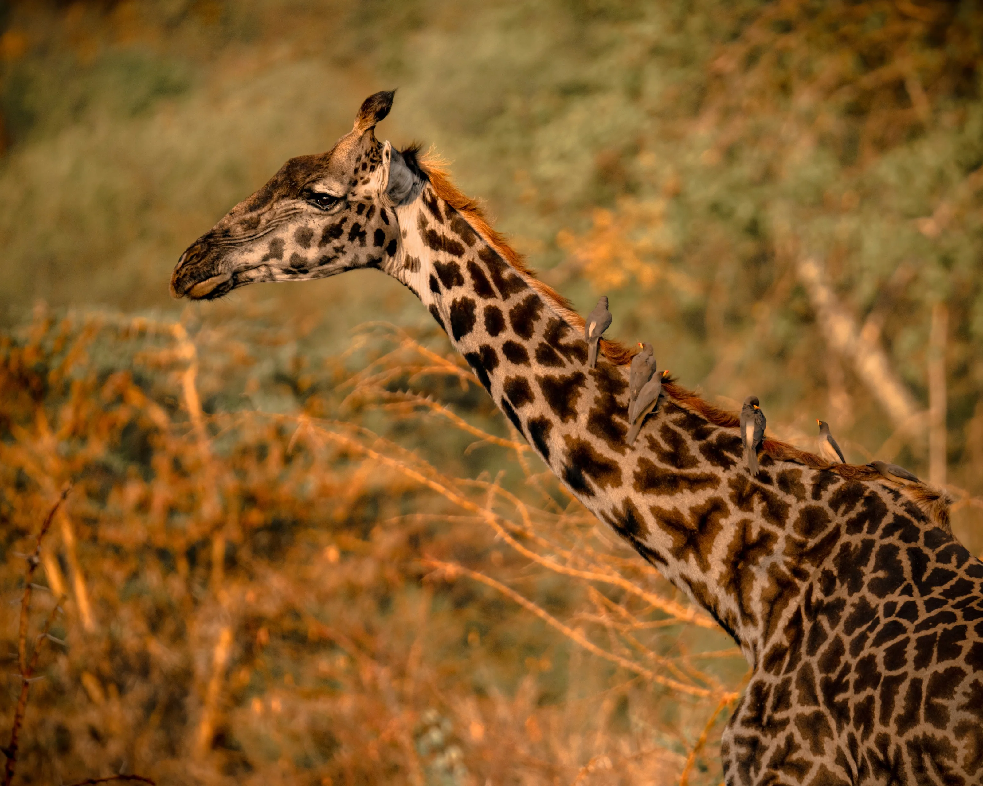 Teva EcoTravels Tanzania photograph 9