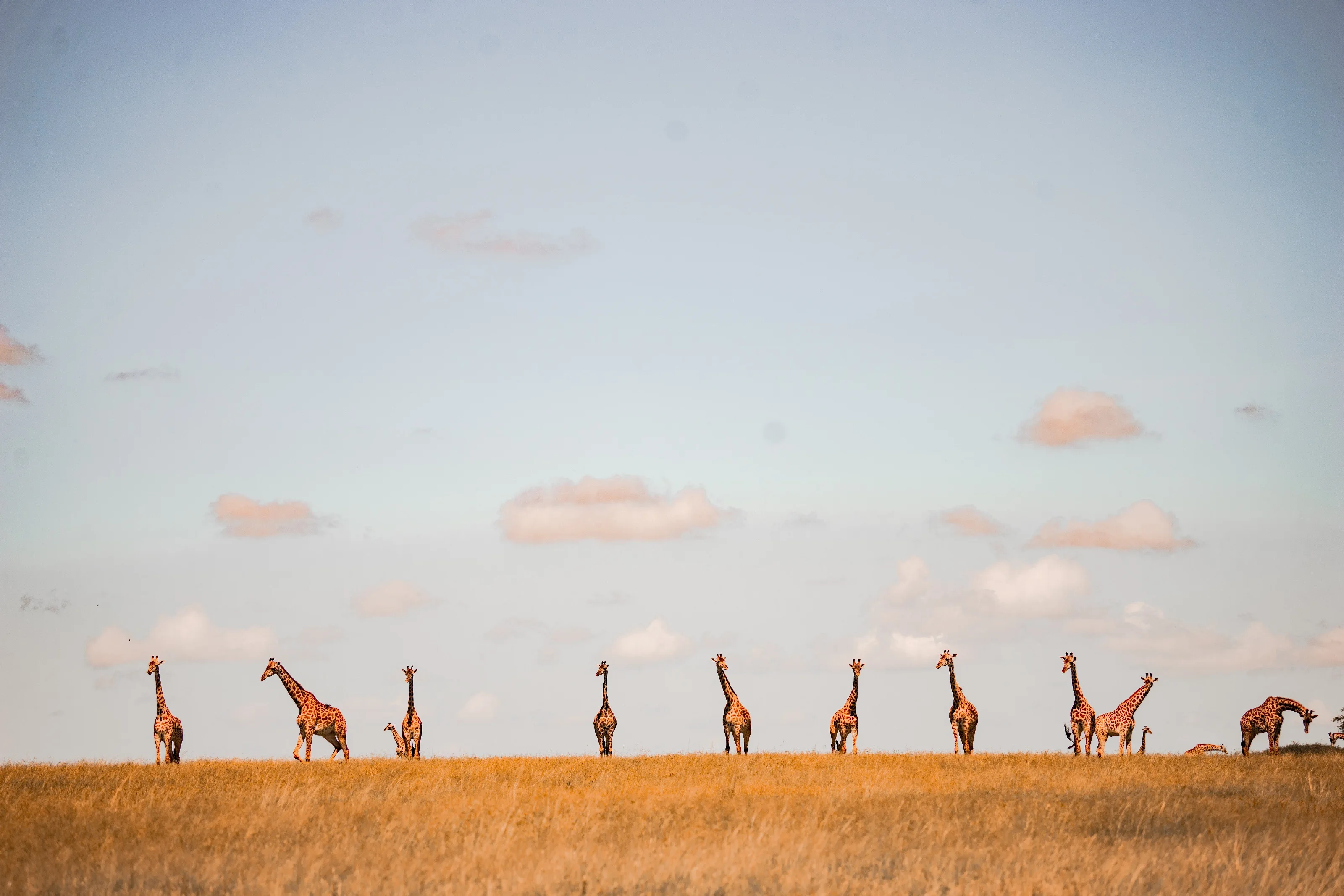 Cover of The Photography Safari Guide